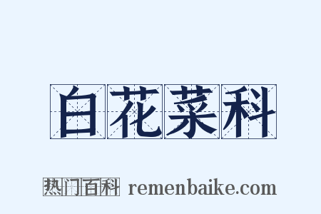 白花菜科是什么意思的图片